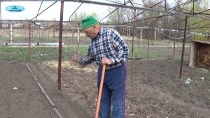 ПОСЕВ МОРКОВИ СОВМЕСТНО С МАЯЧНОЙ КУЛЬТУРОЙ.