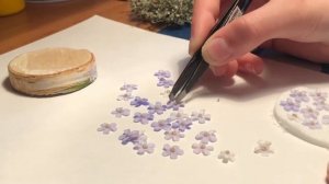 Сухоцвет «НЕЗАБУДКА». Как засушить незабудку?/Anyuta Nikolskaya.