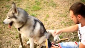 Уход за хаски | вычёсывание собаки