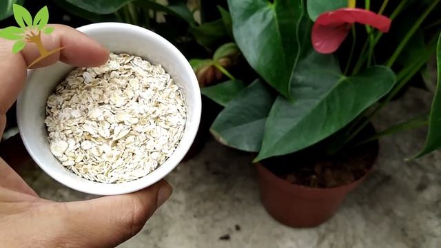 Apenas 1 colher faz Anthurium explodir de tanto florir (Qualquer planta) смотреть онлайн