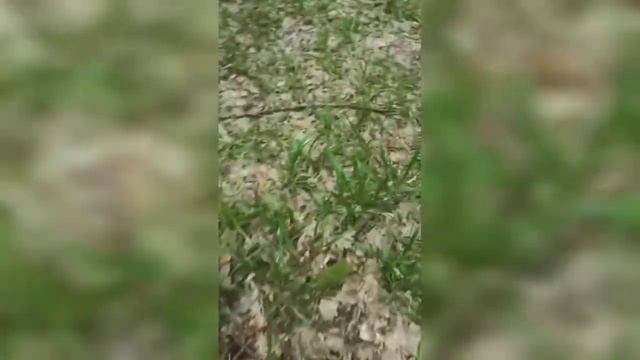 #ПоГрибы Кубани (24.06.2021) смотреть онлайн