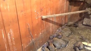 Кролики в вольере