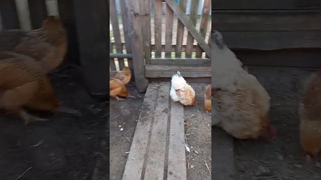 Цвет скорлупы яиц ? у кур ? от чего зависит