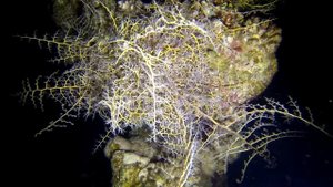 ДАХАБ ЕГИПЕТ / НОЧНОЙ ДАЙВИНГ В ДАХАБЕ / LIGHTHOUSE DAHAB