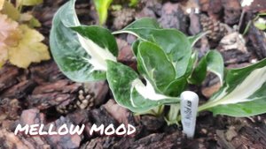 Хоста сорт Mellow mood в июне