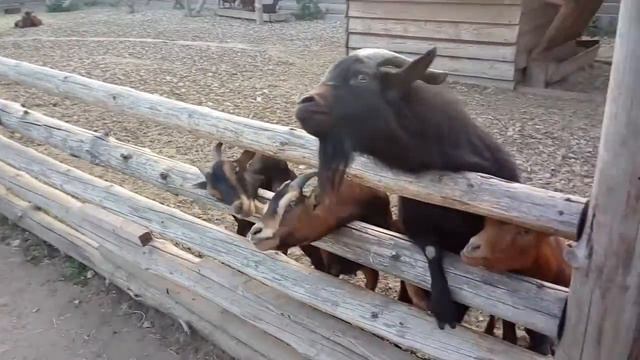 Бердянский зоопарк "САФАРИ" июнь 2016 смотреть онлайн