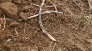 Коп с е траком удался.