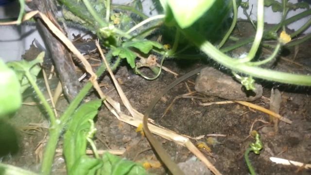 Арбуз на подоконнике смотреть онлайн