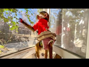 ТАК МИЛО! Мы с Люсей остались дома одни, но тут она УСЛЫШАЛА ГОЛОС Влада за окном! КАК ОНА ЕГО ЗОВ