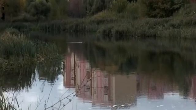 В Дашково-Песочни тревожное положение со здешними прудами смотреть онлайн