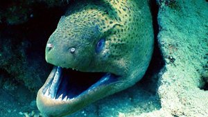 Мурена против акулы, осьминога и морской змеи. Захватывающие сражения морских хищников