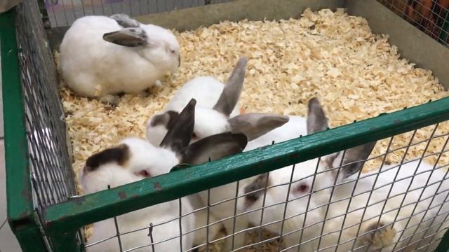 Как мы сходили в зоопарк смотреть онлайн