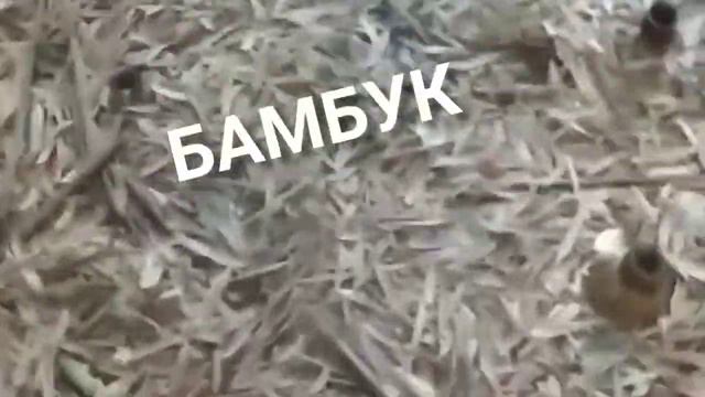 Просто дендрарий в Сочи смотреть онлайн