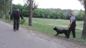 Занятие по защите. Кане Корсо,НО