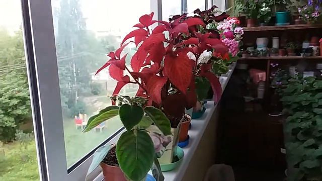 Пеларгонии и Ахименесы. 2020. смотреть онлайн