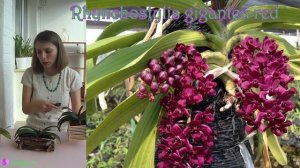 Rhynchostylis gigantea Уход. Видео №3