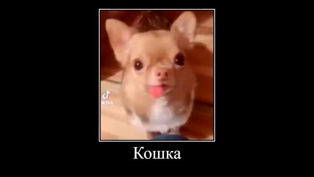 5opka.mp4 смотреть онлайн