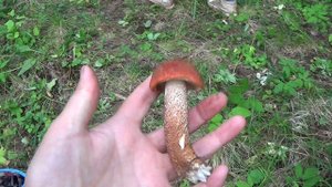 грибы сезон 2021