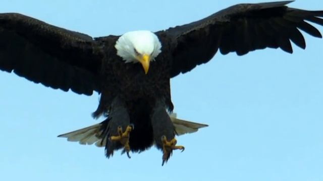Eagle landing in high Wind in Slow Motion - amazing details смотреть онлайн