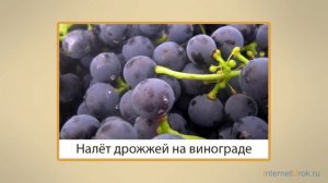 Микроорганизмы   мельчайшие живые существа