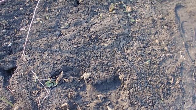 Первая обработка ежевики смотреть онлайн