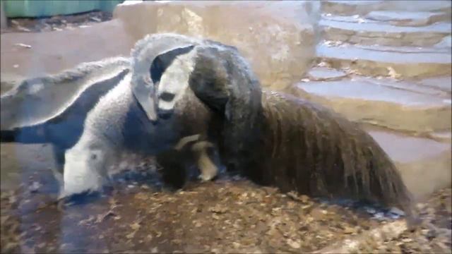 Муравьед Майя с малышом погуляли и дождались ужин 03.06.2022 смотреть онлайн