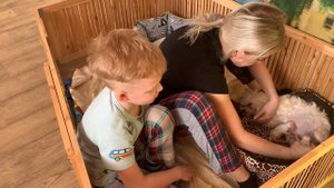 Роды мальтезе