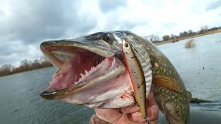 В поисках щучьих мест! Поймал щучек и судачка! Рыбалка на спиннинг! Рыбалка 2021! смотреть онлайн