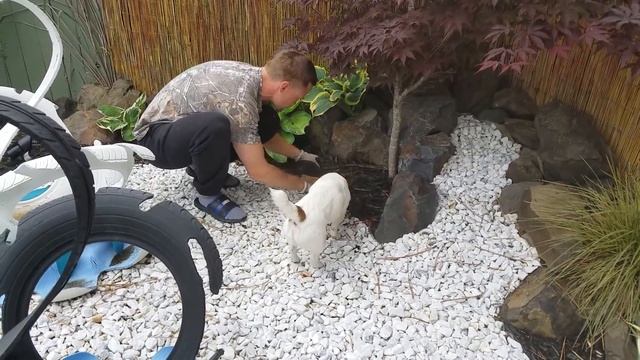 США?НАШ ДОМ/ПОРЯДОК на УЧАСТКЕ/ПОСАДКА РАСТЕНИЙ/ смотреть онлайн