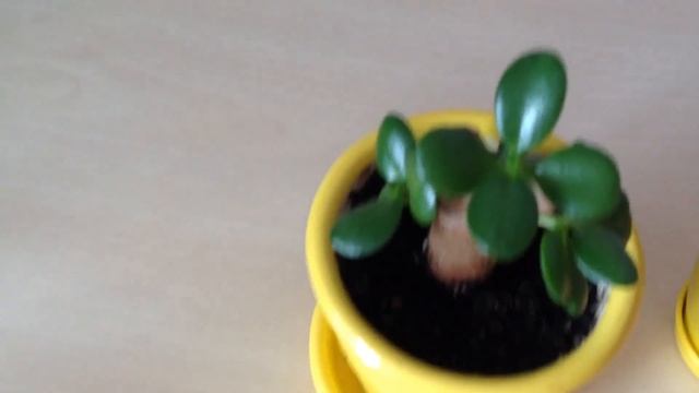 Результат тотальной обрезки денежного дерева. Часть4.Цитокининовая паста. смотреть онлайн