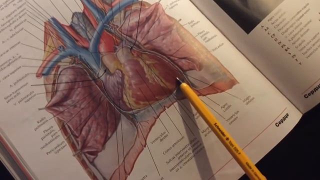2 22 Сердце, перикард, pt 1 смотреть онлайн