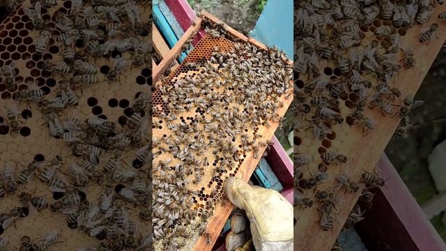 Пчёлы. Нормальный расплод