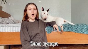 ЗНАМЕНИТЫЕ БУЛЬТЕРЬЕРЫ ИЗ РЕКЛАМЫ