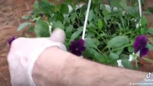 Формировка ампельной Виолы в марте