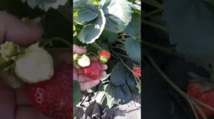 Вивара ремонтантная клубника со вкусом винограда Изабелла 28.09.20г