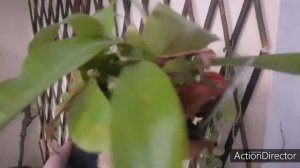 Растения-Хищники Зимой-Кормить ли,Проблемы с Кувшинчиками и тд