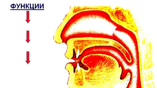 Презентация Дыхание  Органы дыхательной системы  Легкие