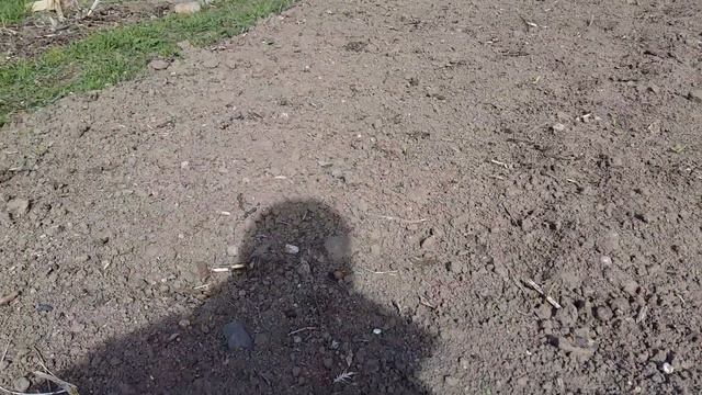 показываю наш огород и сад смотреть онлайн