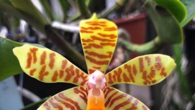 Phalaenopsis schilleriana цветение, моя коллекция природных Фаленопсисов