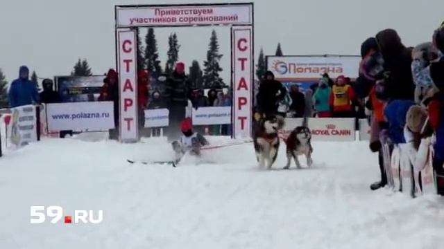 Дикие гонки на собаках смотреть онлайн