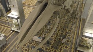 Огромный Скелет 27 метрового кита. СПб. Зоологический музей.