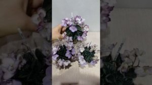 Фиалка миниатюрная (Sorano) Oksana. Обзор.