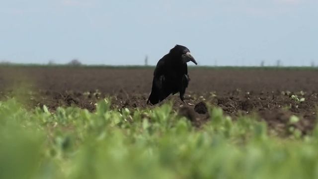 Закультивировали зимующий горох. Вымерз. МТЗ-892 KPG-4.5 смотреть онлайн