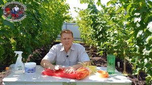 Борьба с осами на винограднике. Все способы #ТриЭкоВиноградник