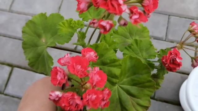 Rosebud Supreme - розебудная пеларгония(герань!!! смотреть онлайн