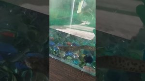 Дошли рученьки до аквариумов. Красноухая черепаха и тритон.