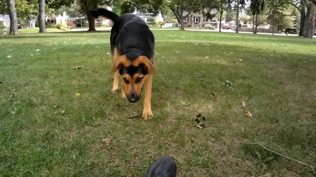 German Shepherd Lab Mix Loves Playing Fetch смотреть онлайн
