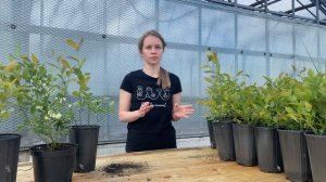 Как не ошибиться в выборе хороших саженцев голубики? | Ягодная долина Беларусь