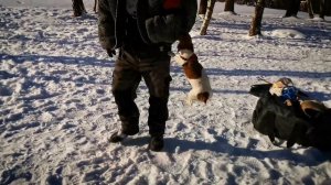Джек Рассел защита хозяина