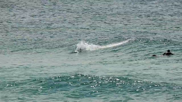 Surfing With Dolphins #2 смотреть онлайн